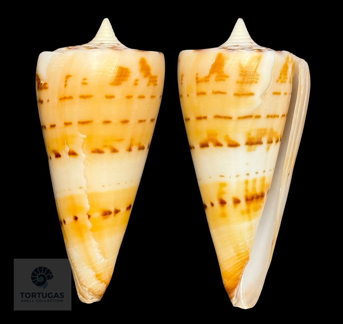 Conus monile 54.45mm – Nias Island, Indonesia