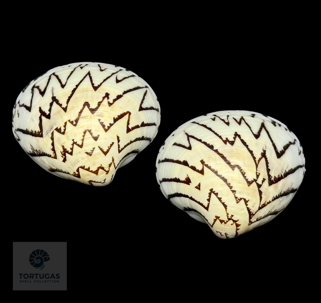 Lioconcha castrensis 49.76mm – Sumbawa, Indonesia