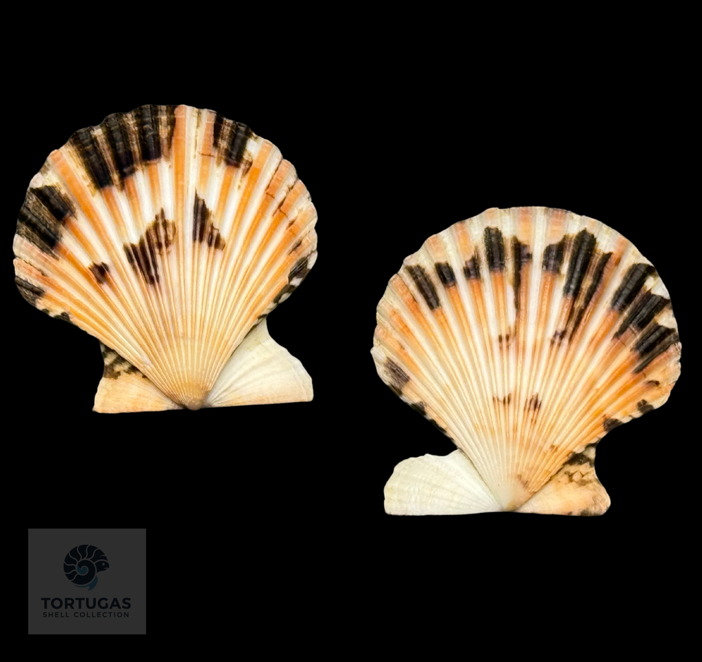 Volachlamys tranquebaria 40.54mm – Indonesia