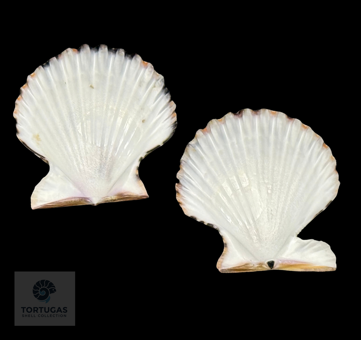 Volachlamys tranquebaria 40.54mm – Indonesia