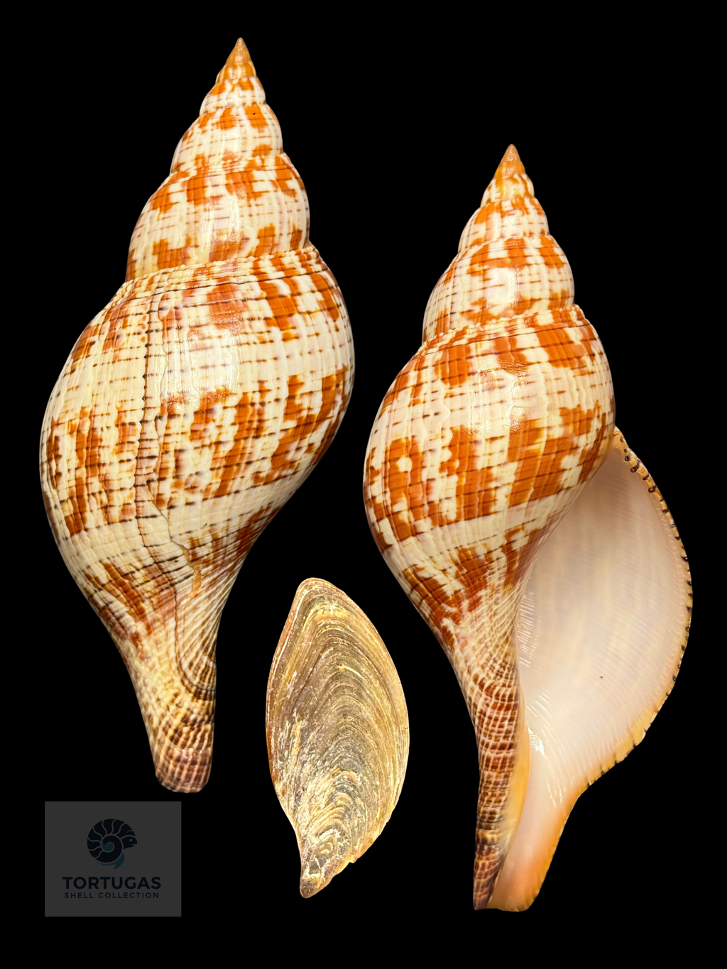 Fasciolaria tulipa 121.10mm TSC