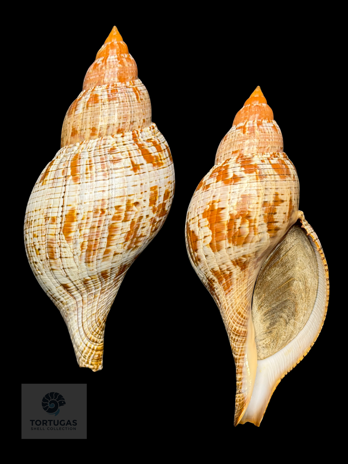 Fasciolaria tulipa f. scheepmakeri 184.15mm TSC #1036