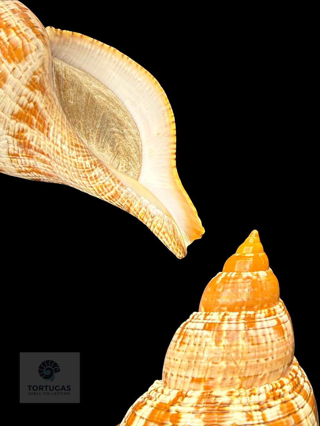 Fasciolaria tulipa f. scheepmakeri 184.15mm TSC #1036