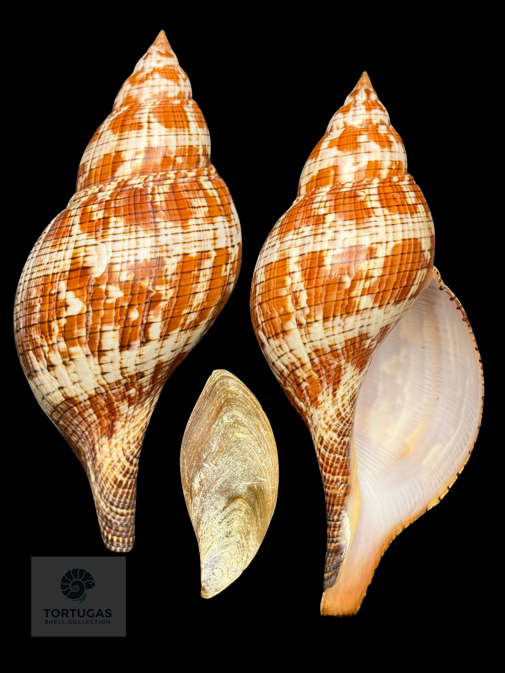 Fasciolaria tulipa 171.5mm TSC #1034