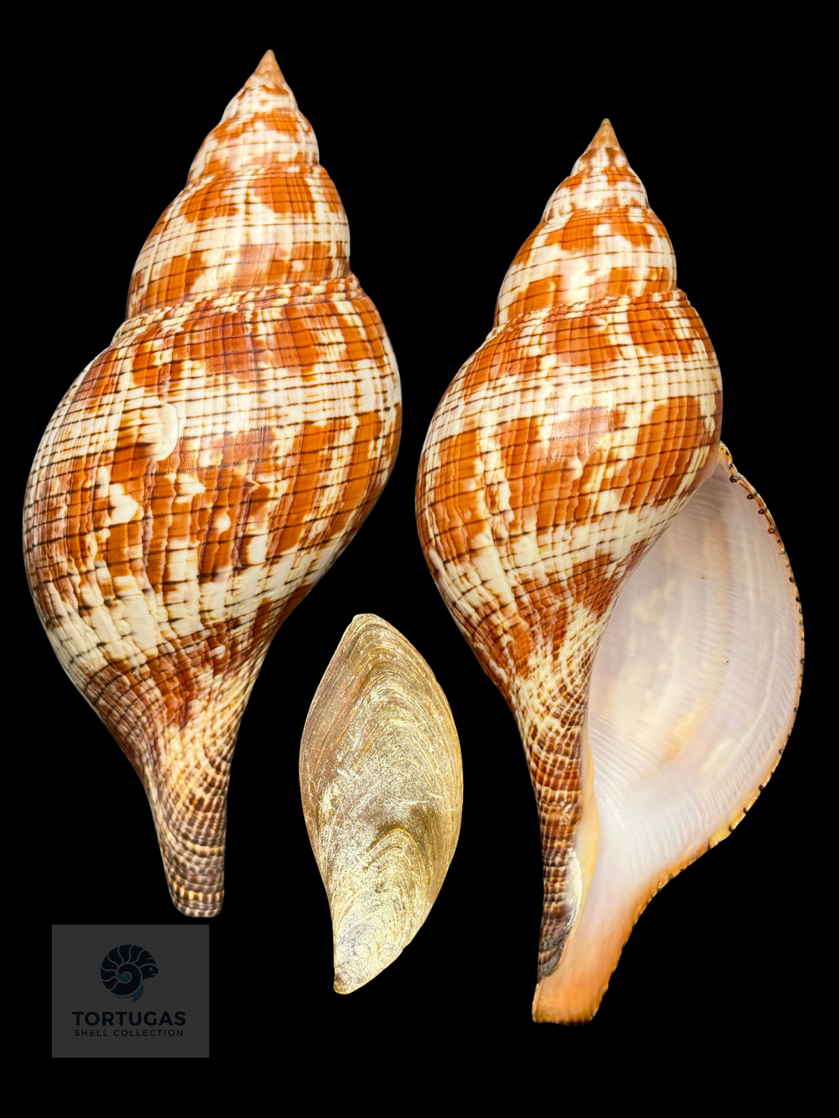 Fasciolaria tulipa 171.5mm TSC #1034