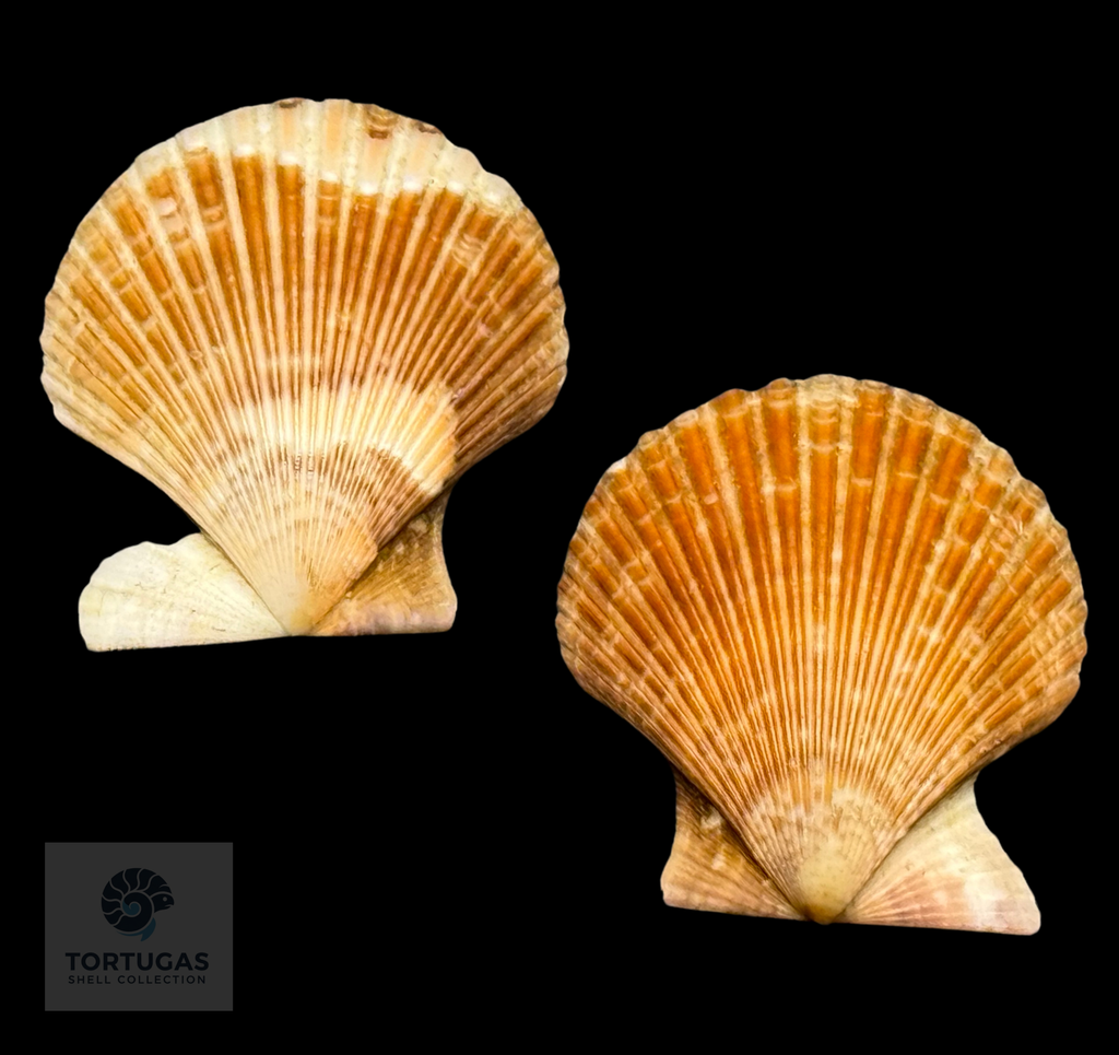 Volachlamys tranquebaria 38.23mm — Indonesia