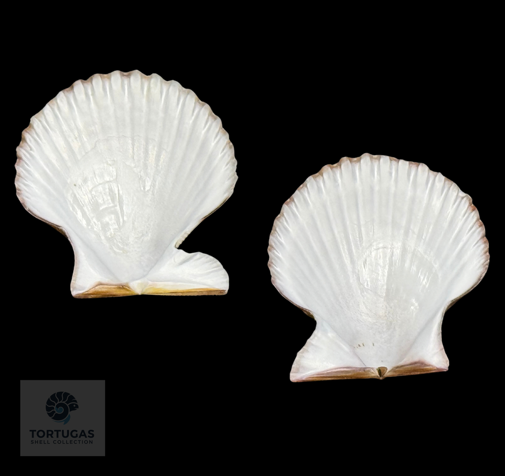 Volachlamys tranquebaria 38.23mm — Indonesia