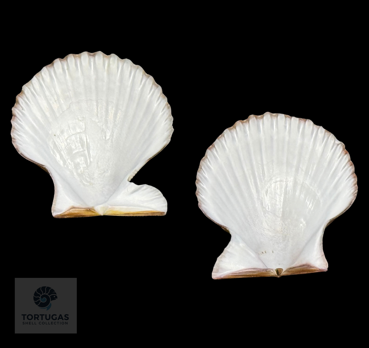 Volachlamys tranquebaria 38.23mm — Indonesia