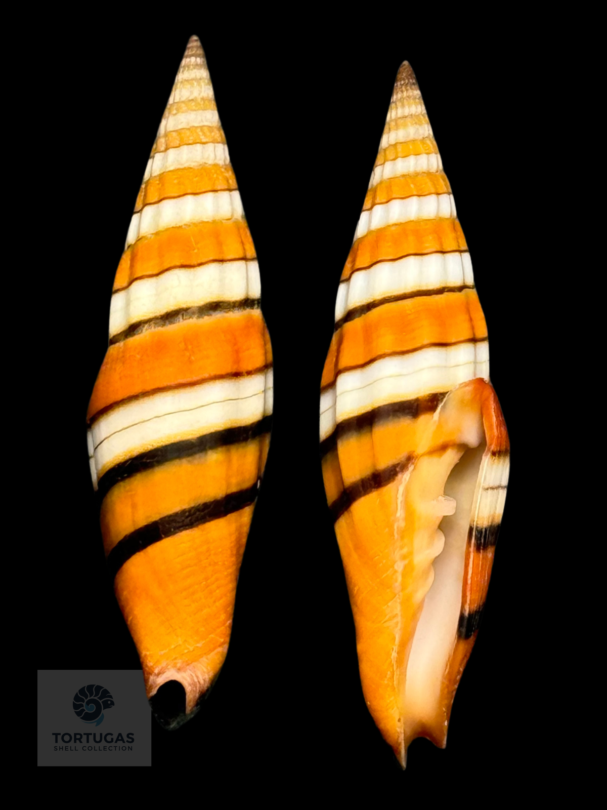 Vexillum taeniatum 55.10mm — Indonesia