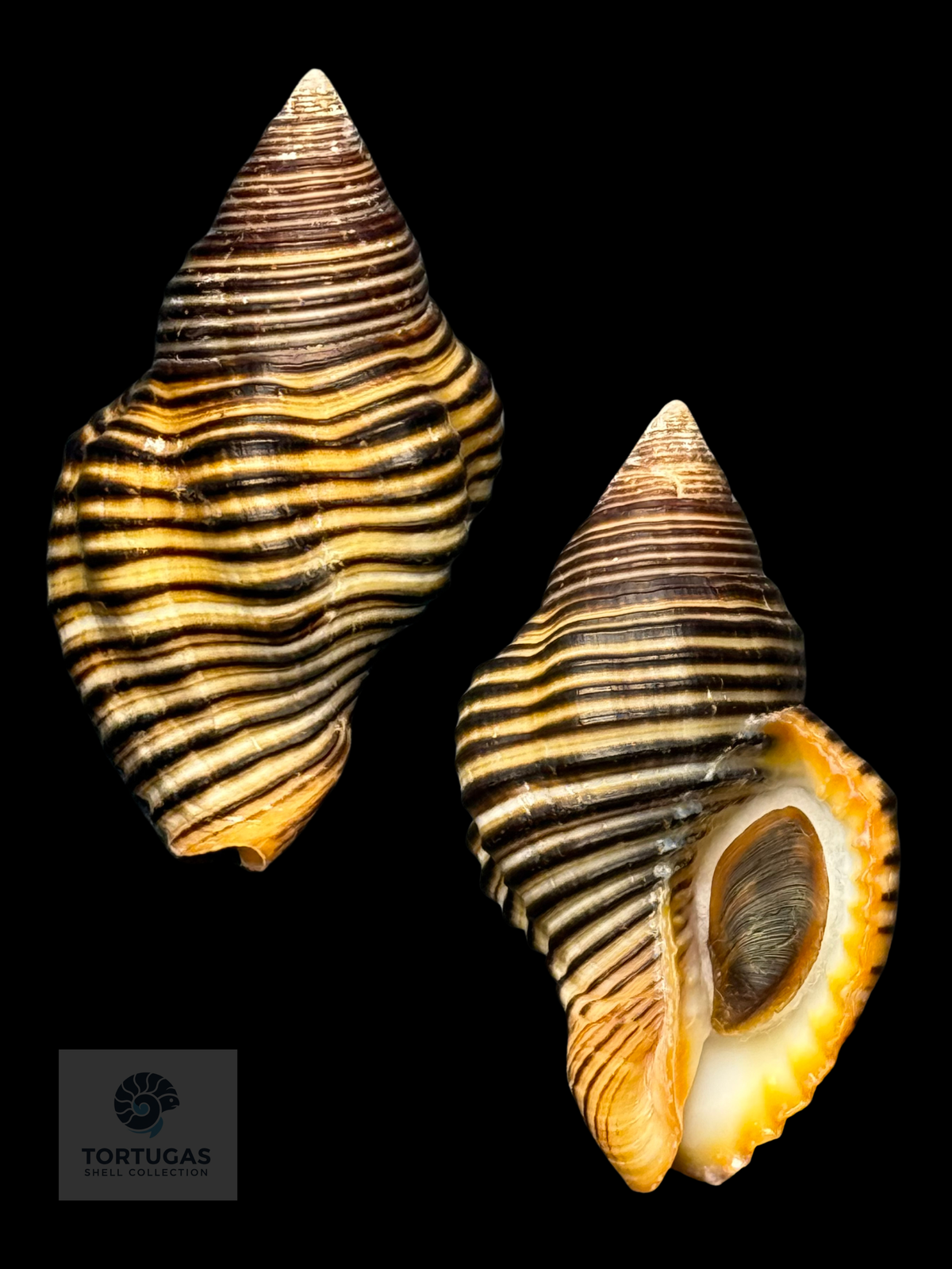 Pollia undosa 52.40mm w/ Operculum — Indonesia