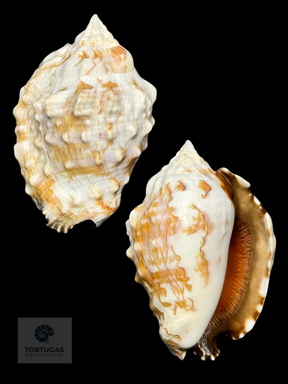 Lentigo pipus 62mm — Philippines