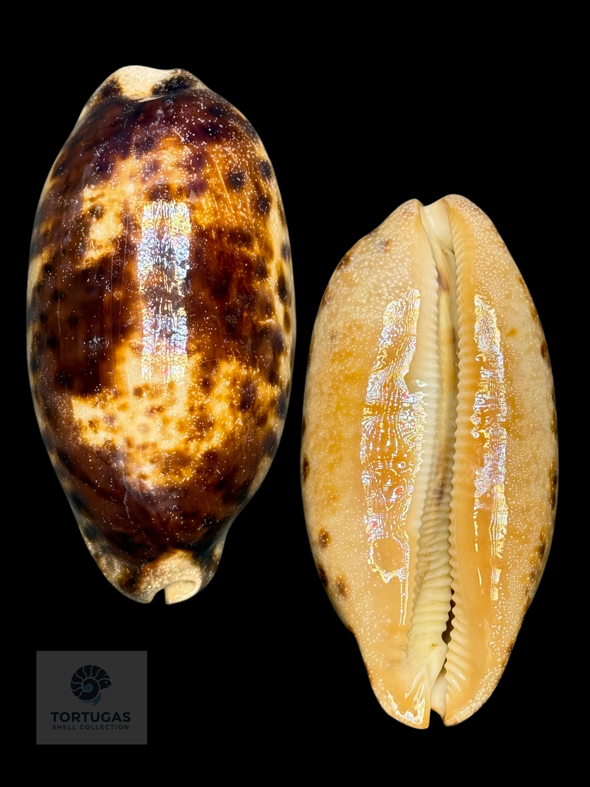 Chelycypraea testudinaria 103.57mm — Indonesia