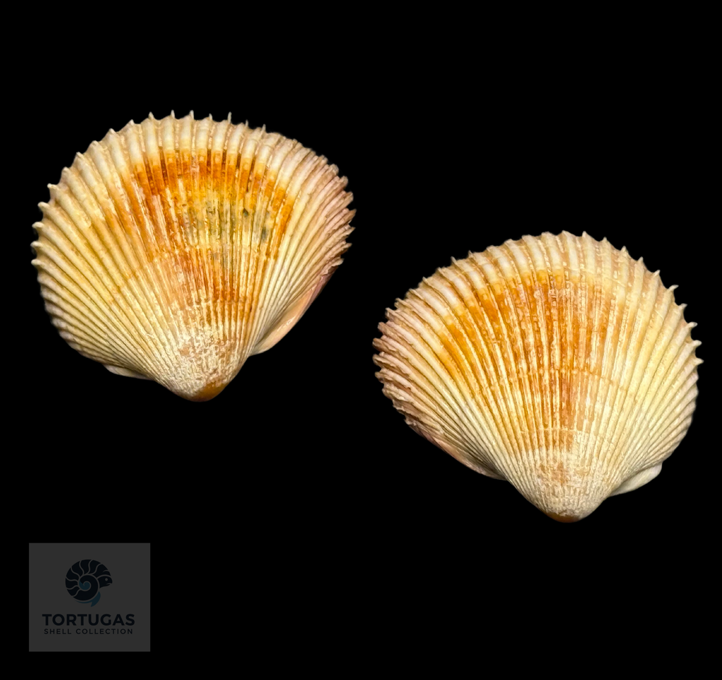 Venericardium asiaticum 41.11mm — Indonesia