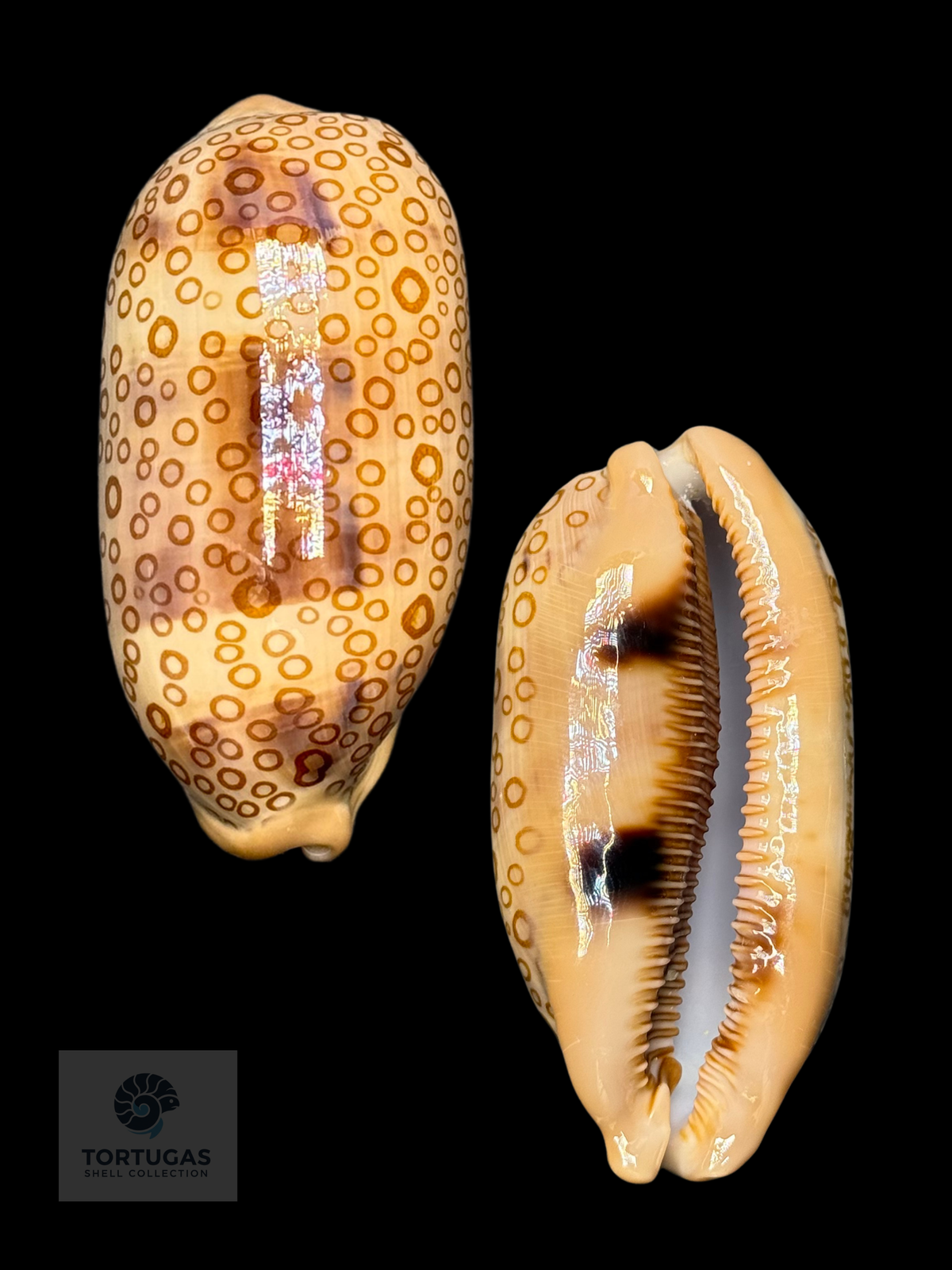 Arestorides argus 71.30mm — Indonesia