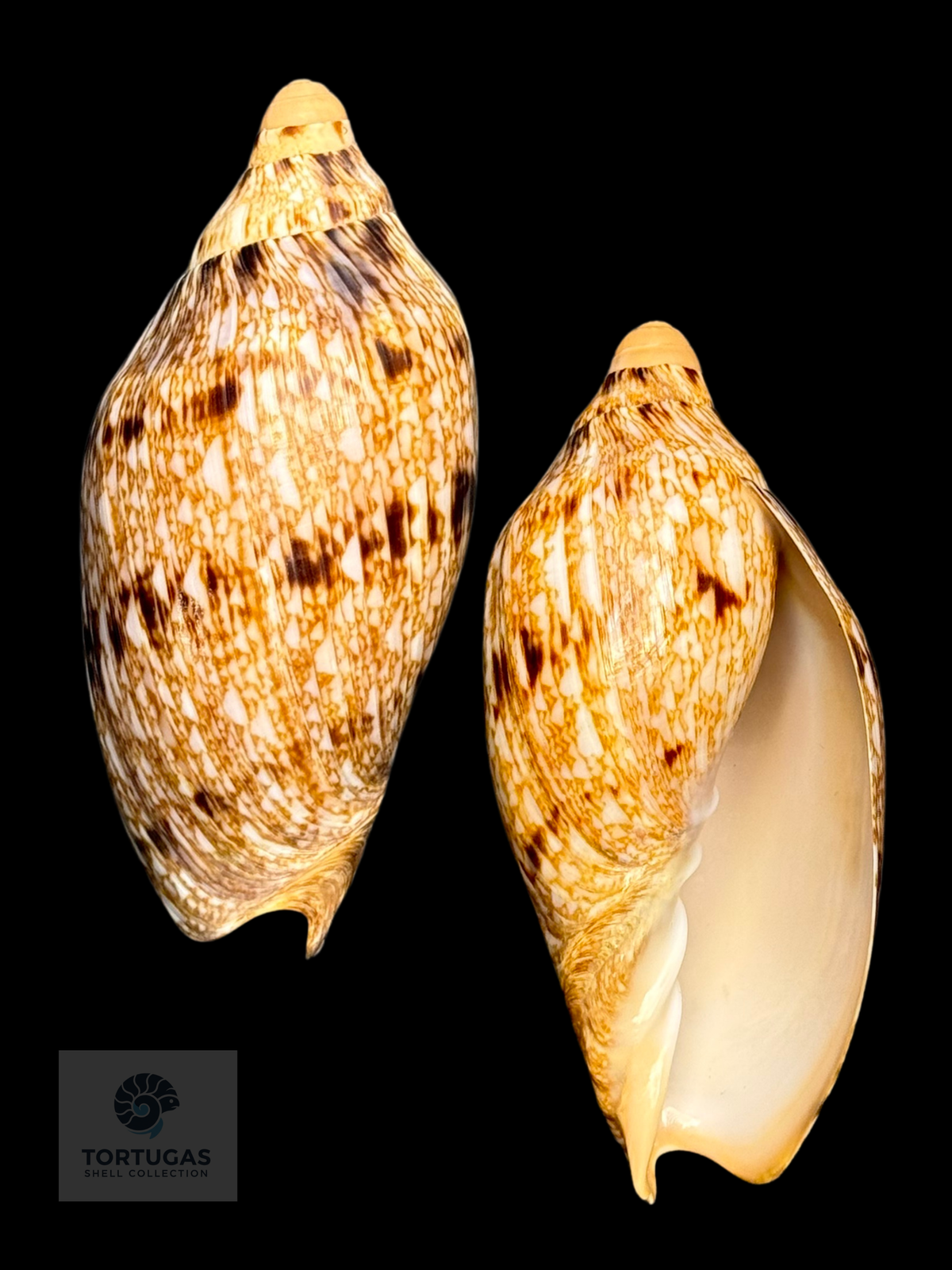 Cymbiola innexa 96.31mm — West Java, Indonesia