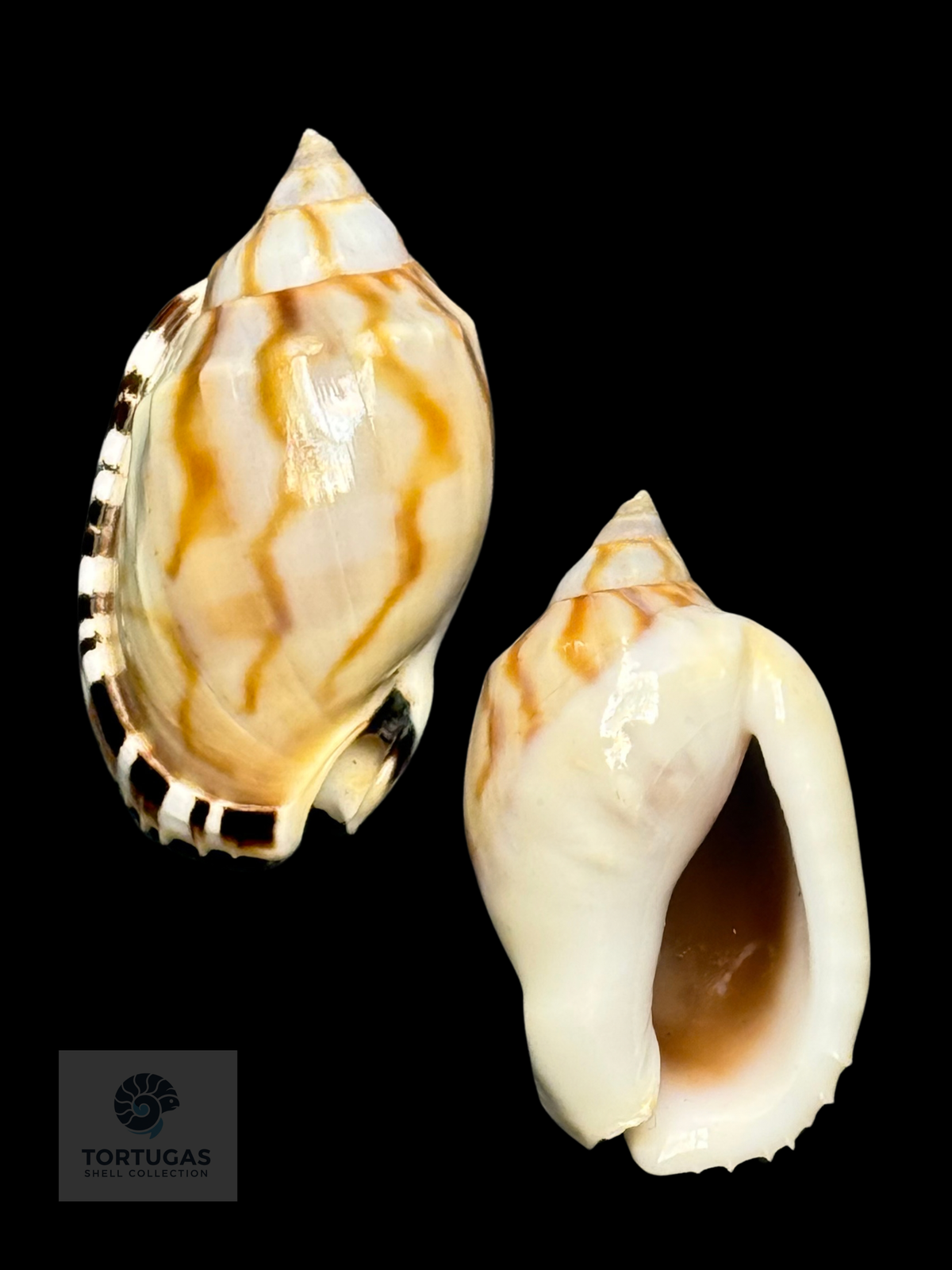 Casmaria erinaceus 42.77mm — Indonesia