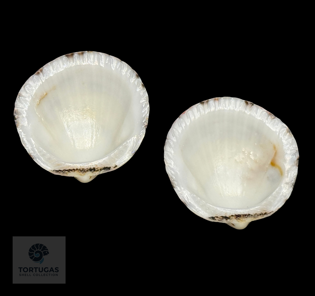 Tucetona pectunculus 54.23 mm — Indonesia