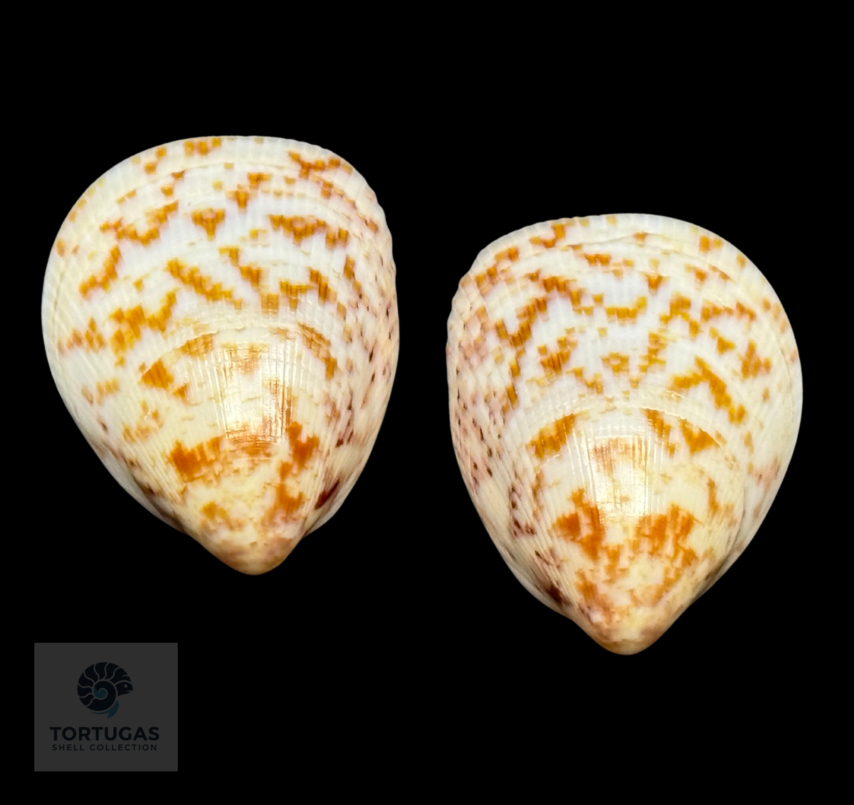 Acrosterigma biradiatum 41.38 mm — Indonesia