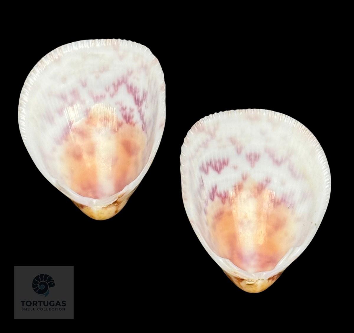Acrosterigma biradiatum 41.38 mm — Indonesia