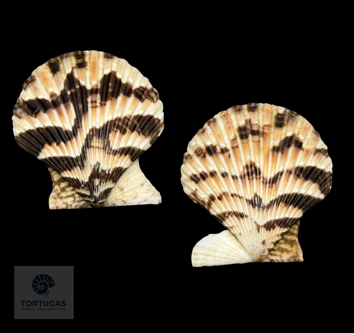 Volachlamys tranquebaria 42.32 mm — Indonesia