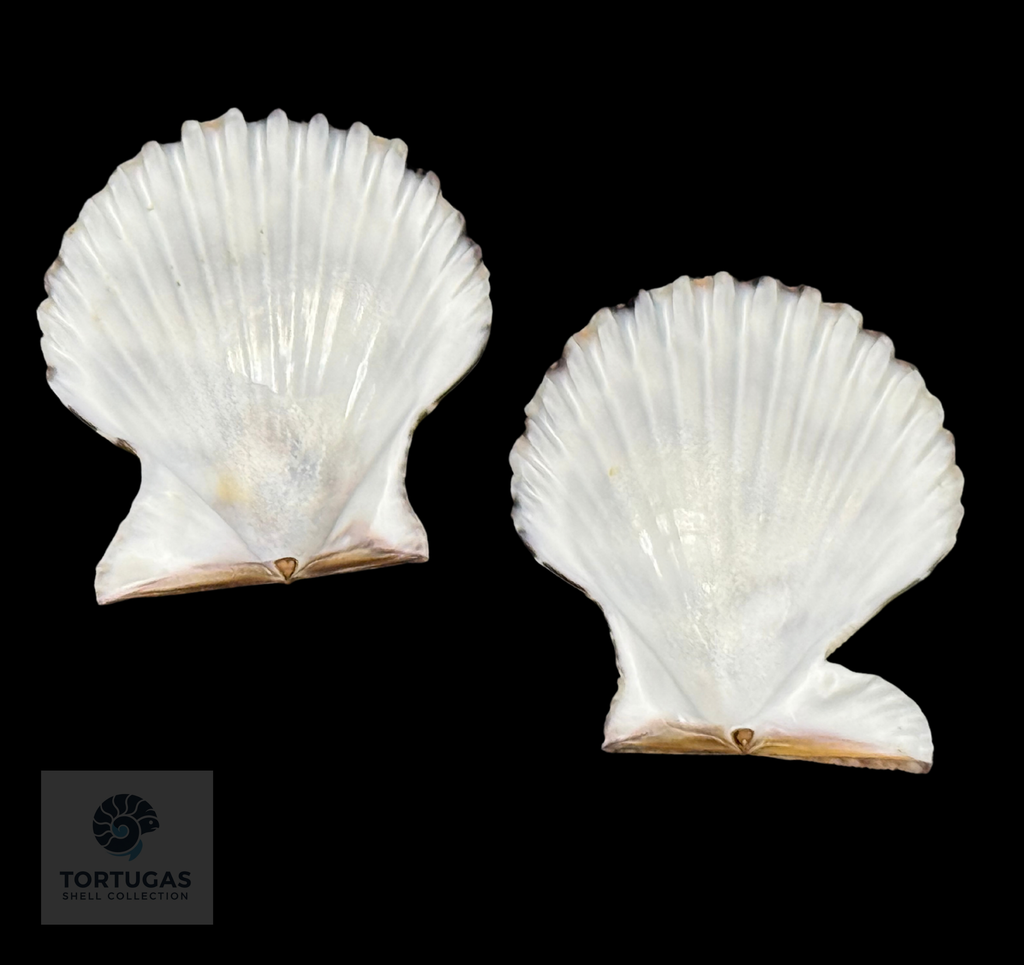 Volachlamys tranquebaria 42.32 mm — Indonesia