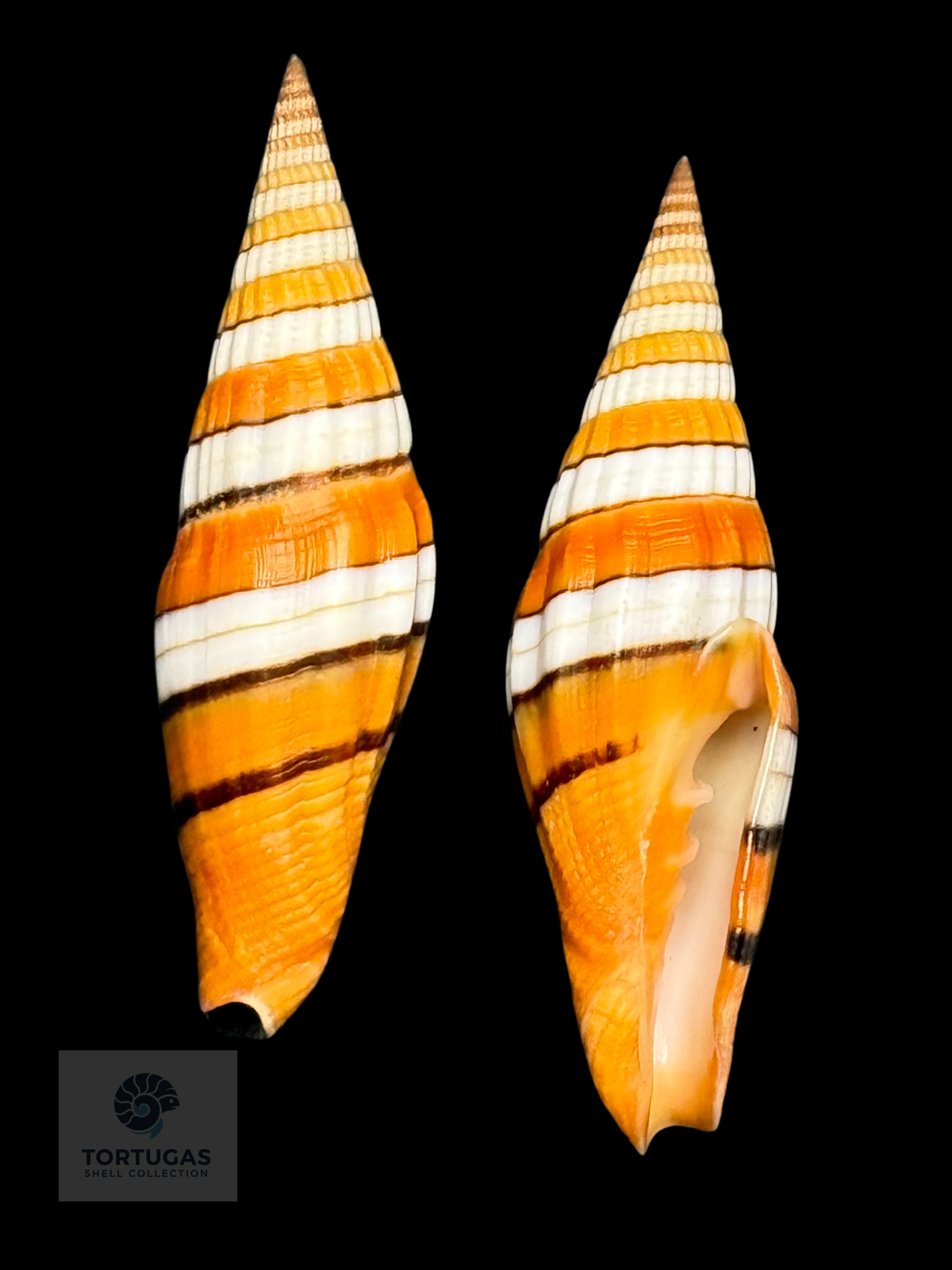 Vexillum taeniatum 49.59 mm — Indonesia