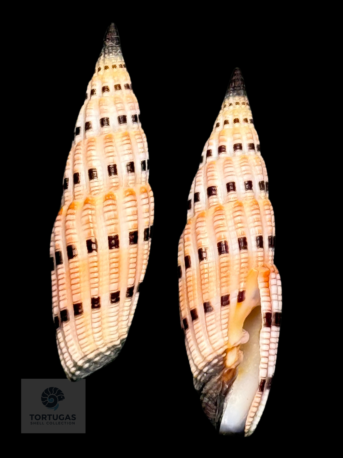 Vexillum sanguisuga 42.96 mm — Indonesia