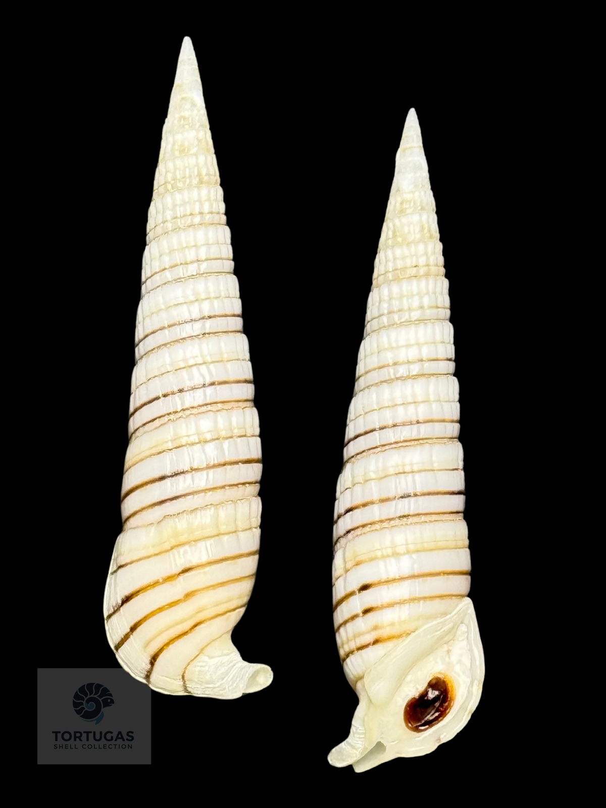 Rhinoclavis fasciata 56.07 mm — Indonesia w/o