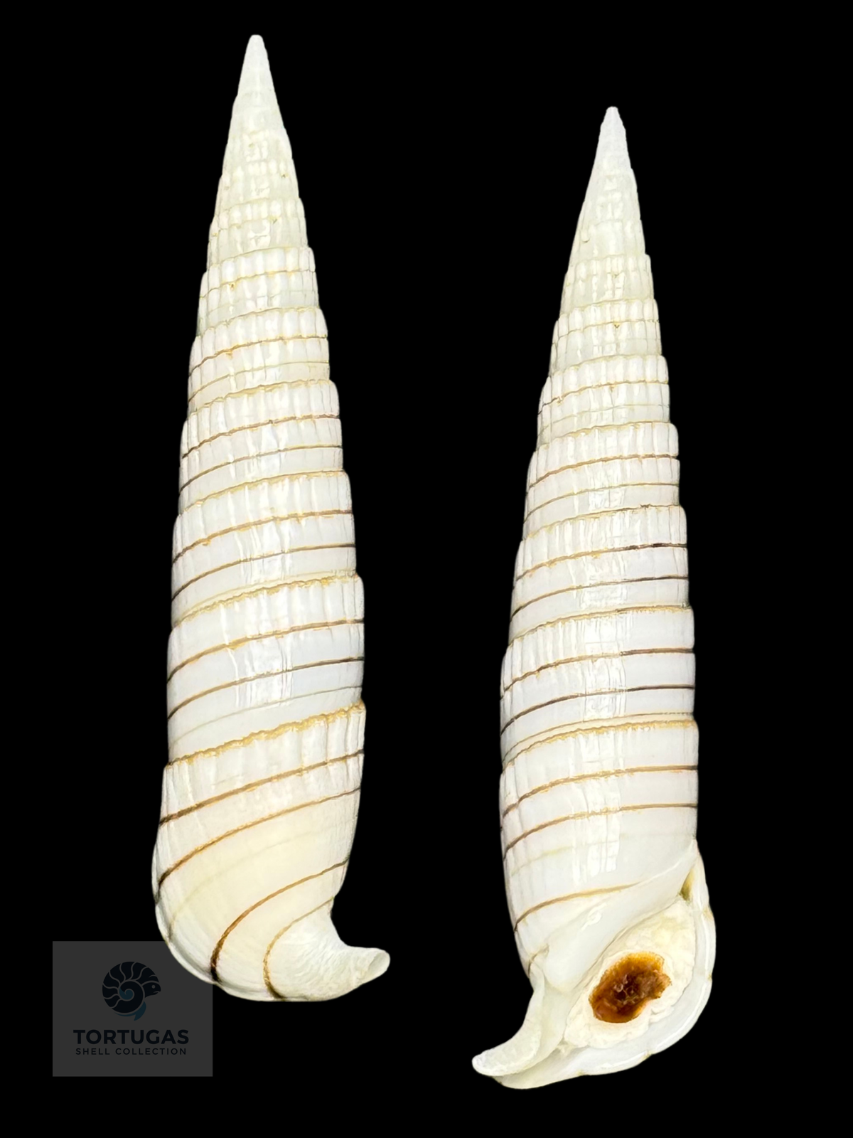Rhinoclavis fasciata 54.58 mm — Indonesia w/o