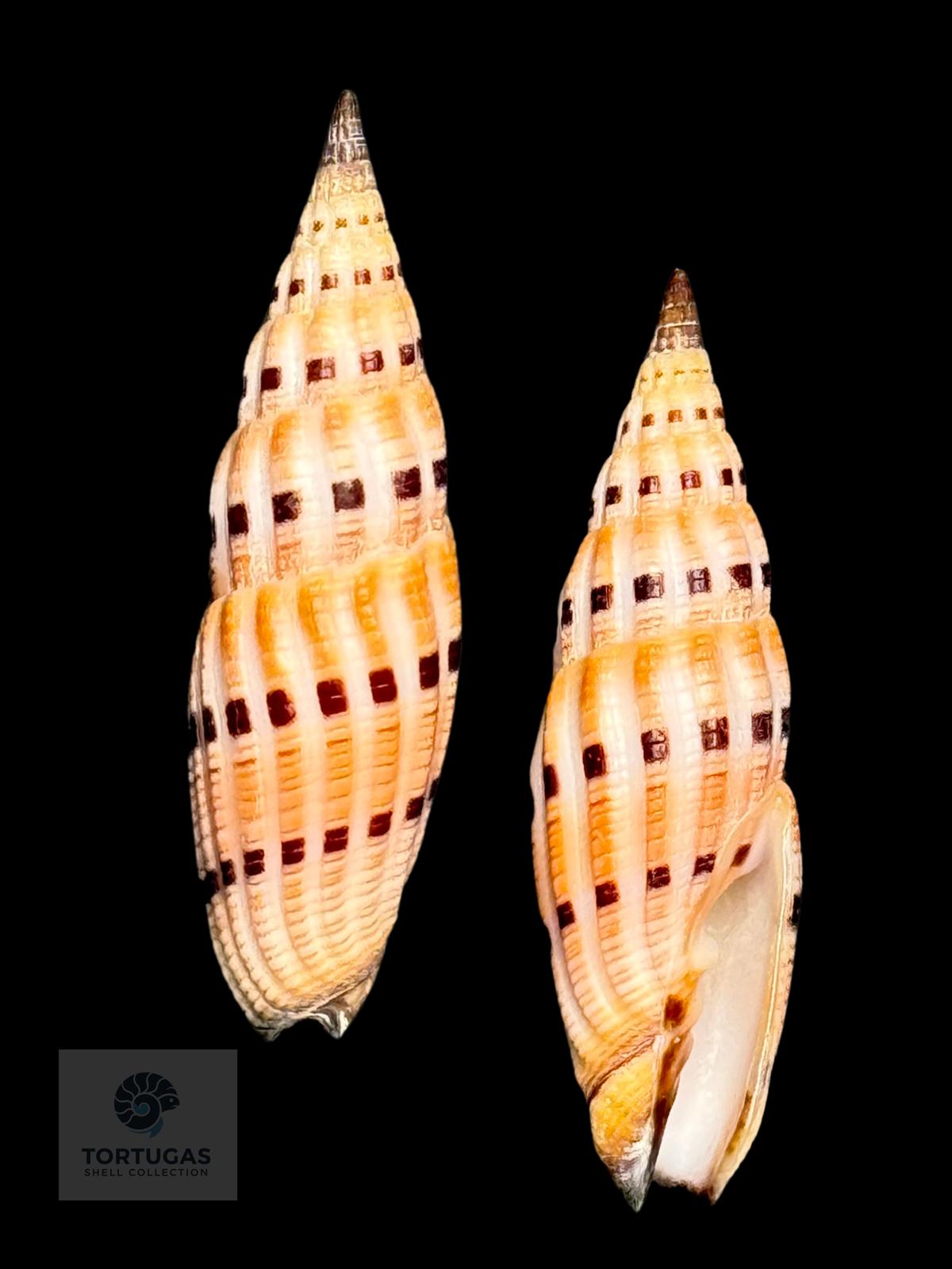 Vexillum sanguisuga 44.03 mm — Indonesia