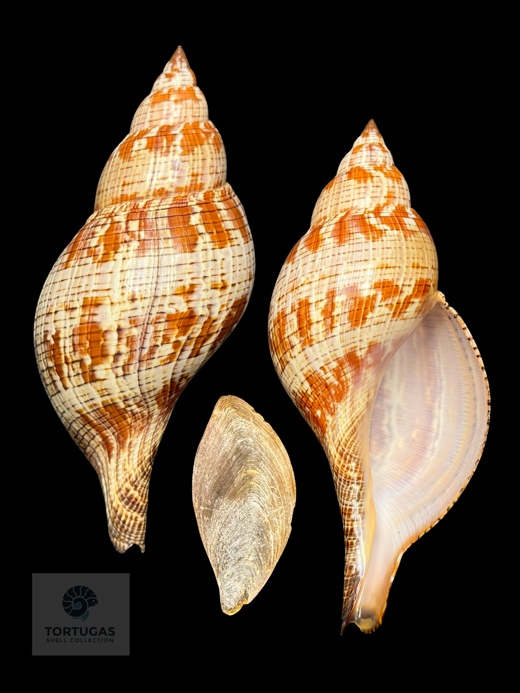 Fasciolaria tulipa 184.10mm w/o TSC #1037