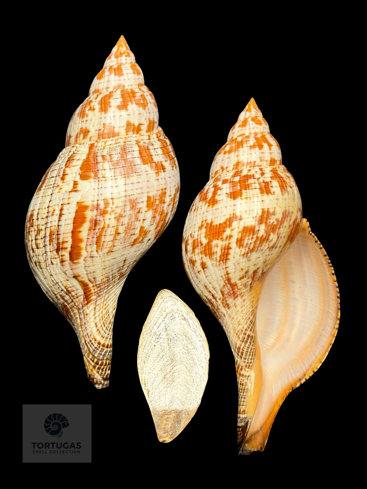 Fasciolaria tulipa 184mm w/o TSC FAS-1038