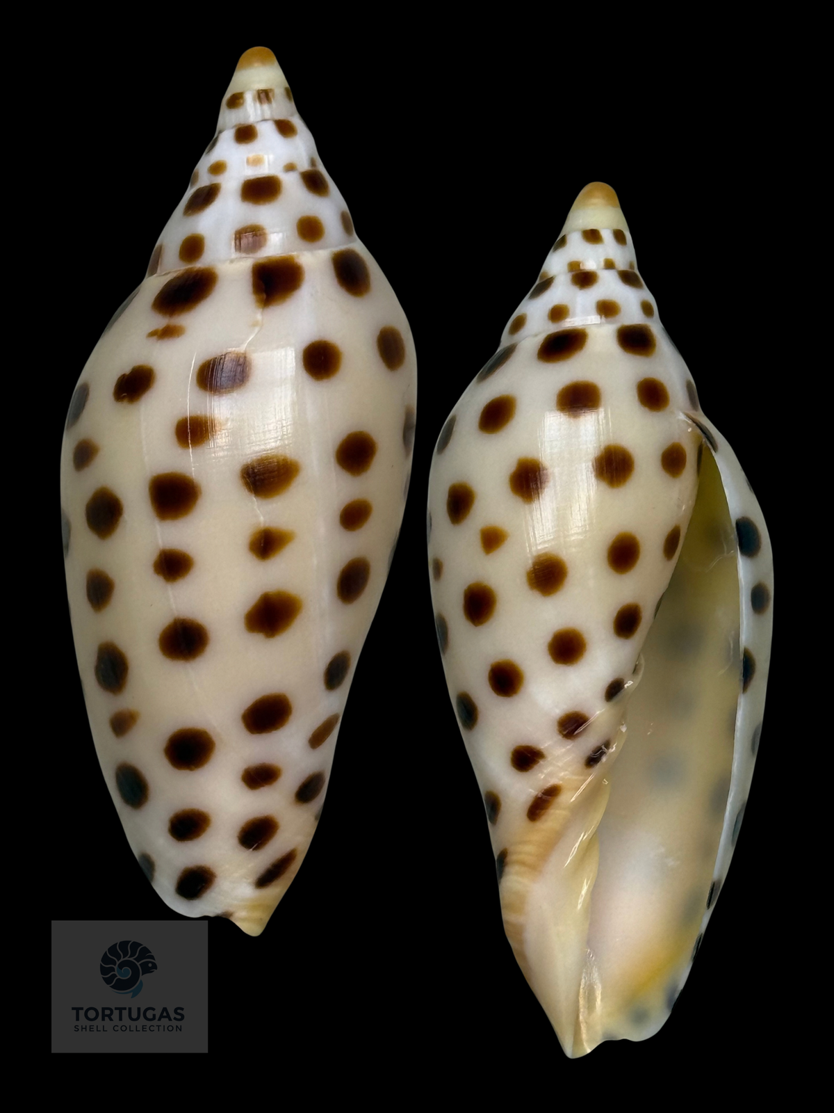 Scaphella elizabethae 80.3mm Key West, Florida