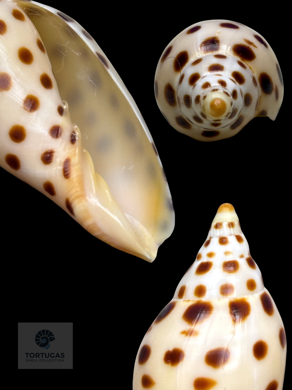 Scaphella elizabethae 80.3mm Key West, Florida