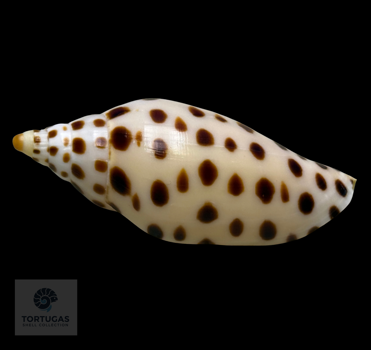 Scaphella elizabethae 80.3mm Key West, Florida