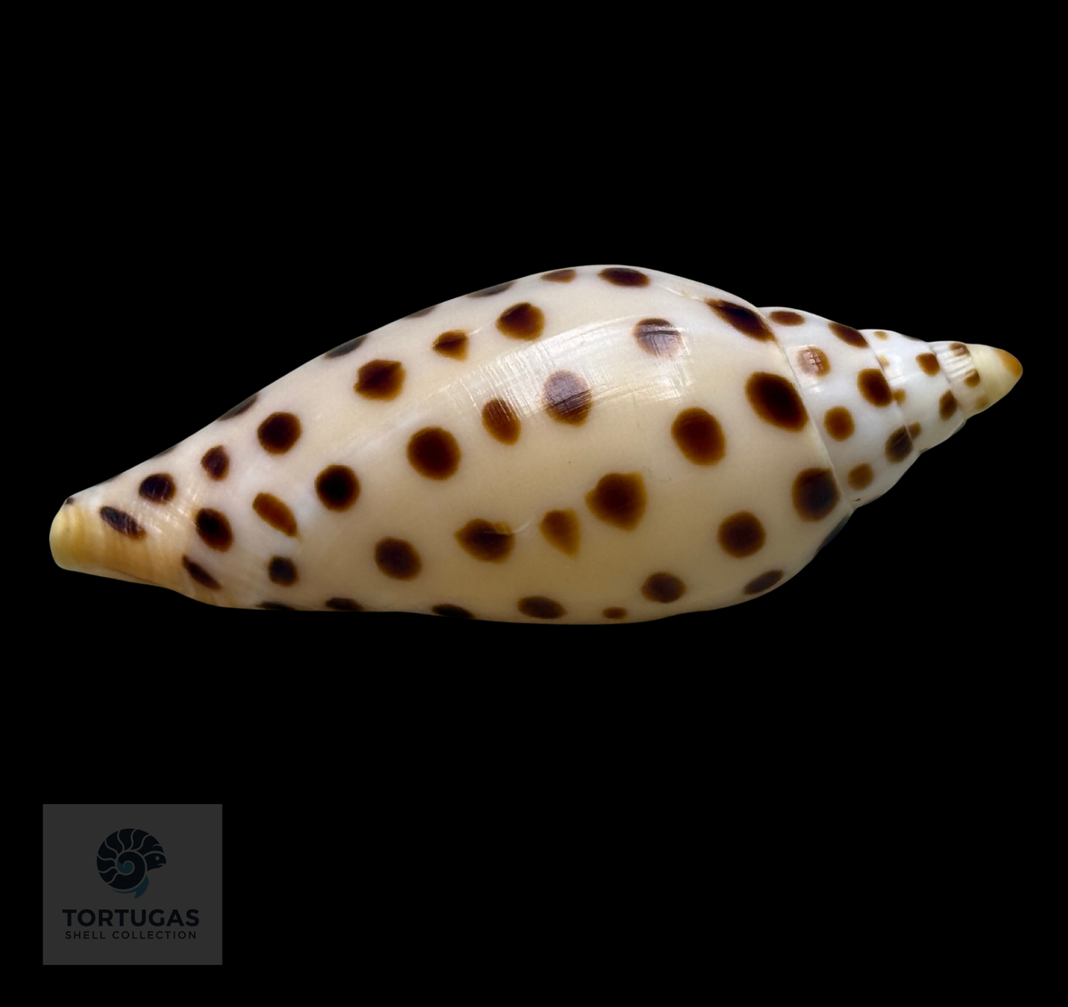 Scaphella elizabethae 80.3mm Key West, Florida