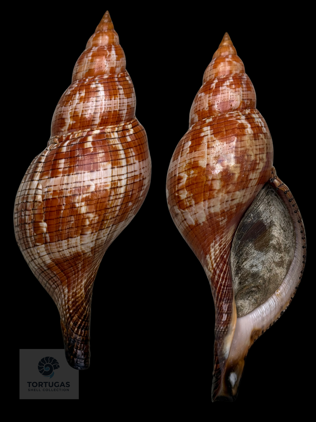 Fasciolaria riverai 222.5mm Topotype w/o TSC 0982