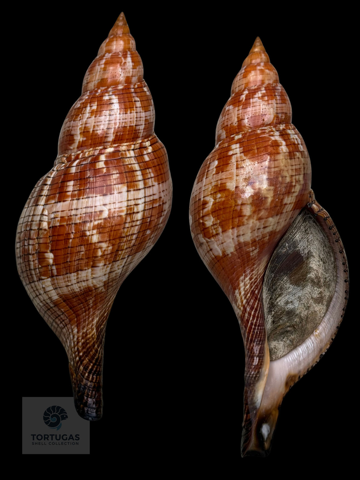 Fasciolaria riverai 222.5mm Topotype w/o TSC 0982