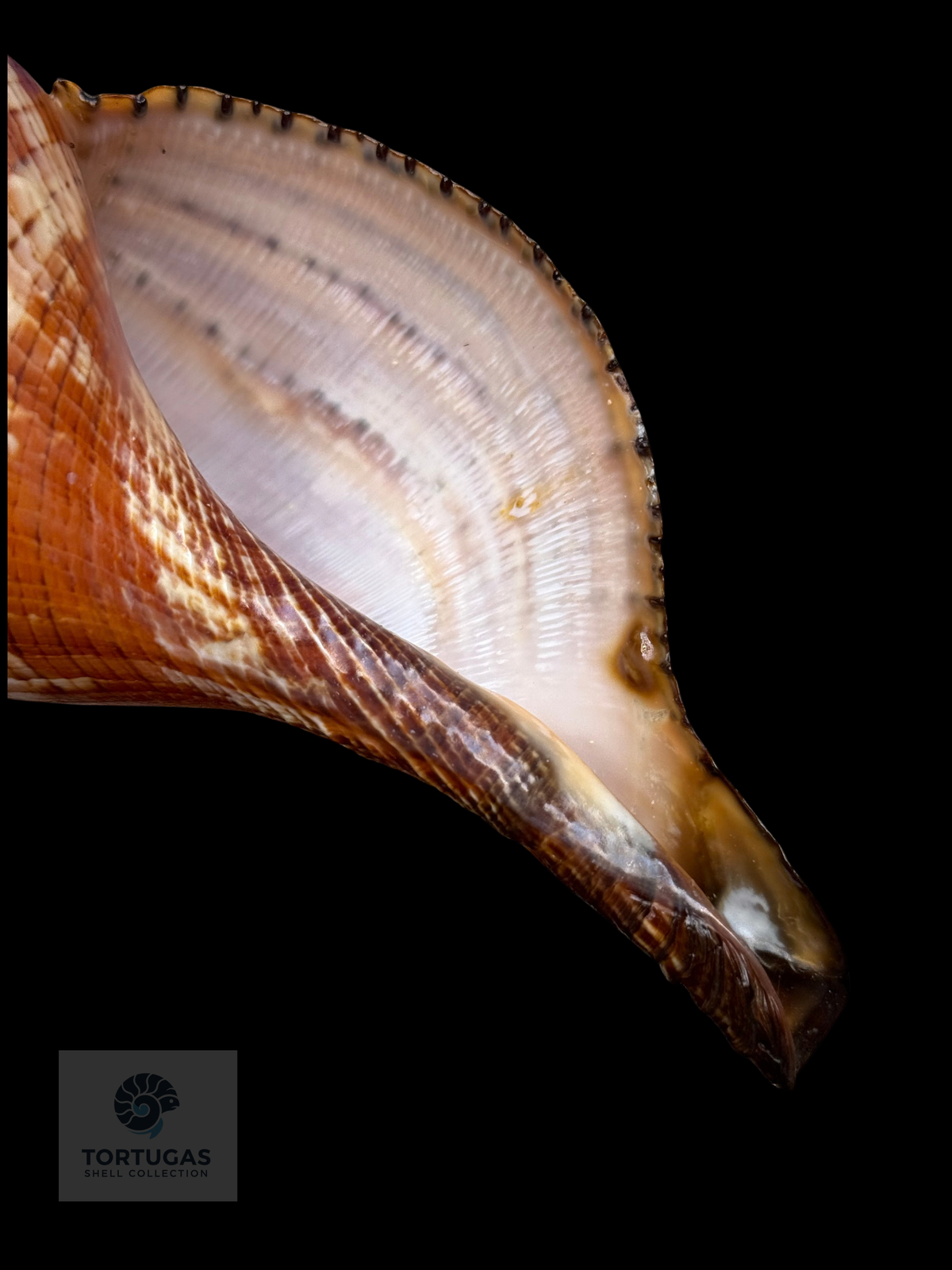 Fasciolaria riverai 222.5mm Topotype w/o TSC 0982