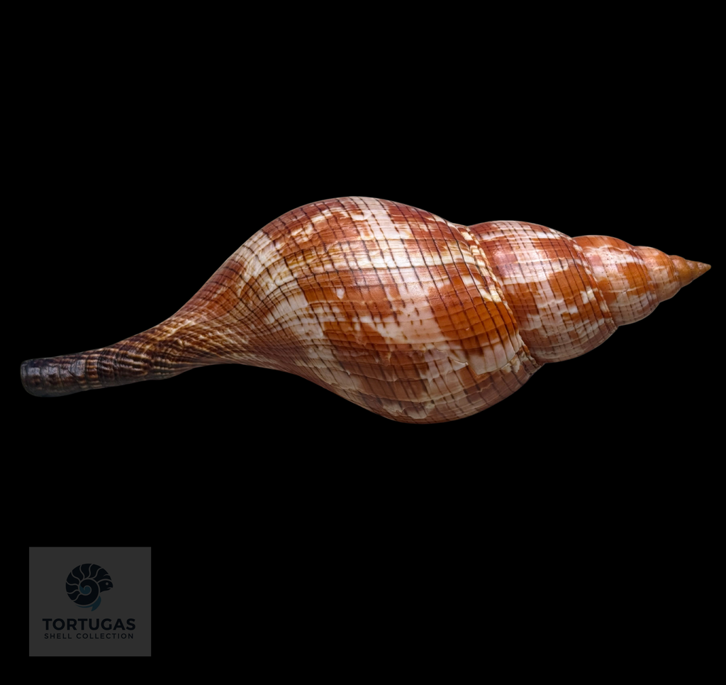 Fasciolaria riverai 222.5mm Topotype w/o TSC 0982