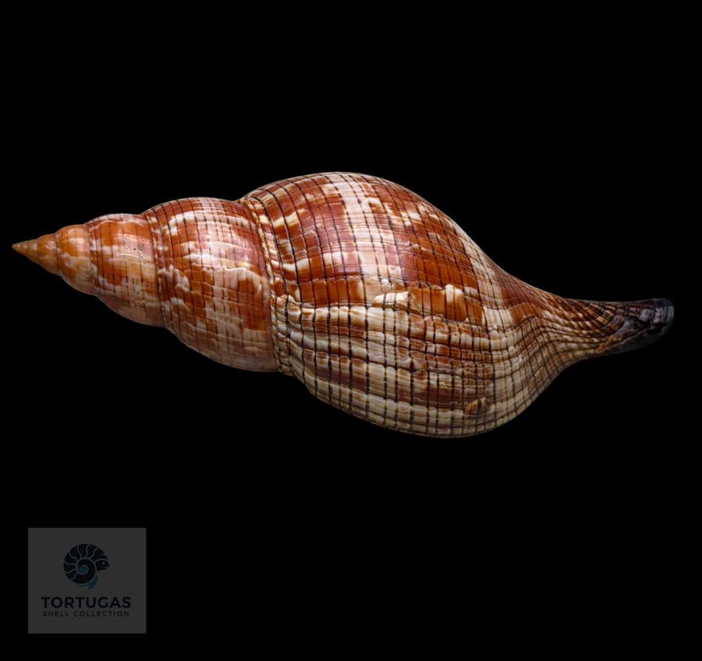 Fasciolaria riverai 222.5mm Topotype w/o TSC 0982