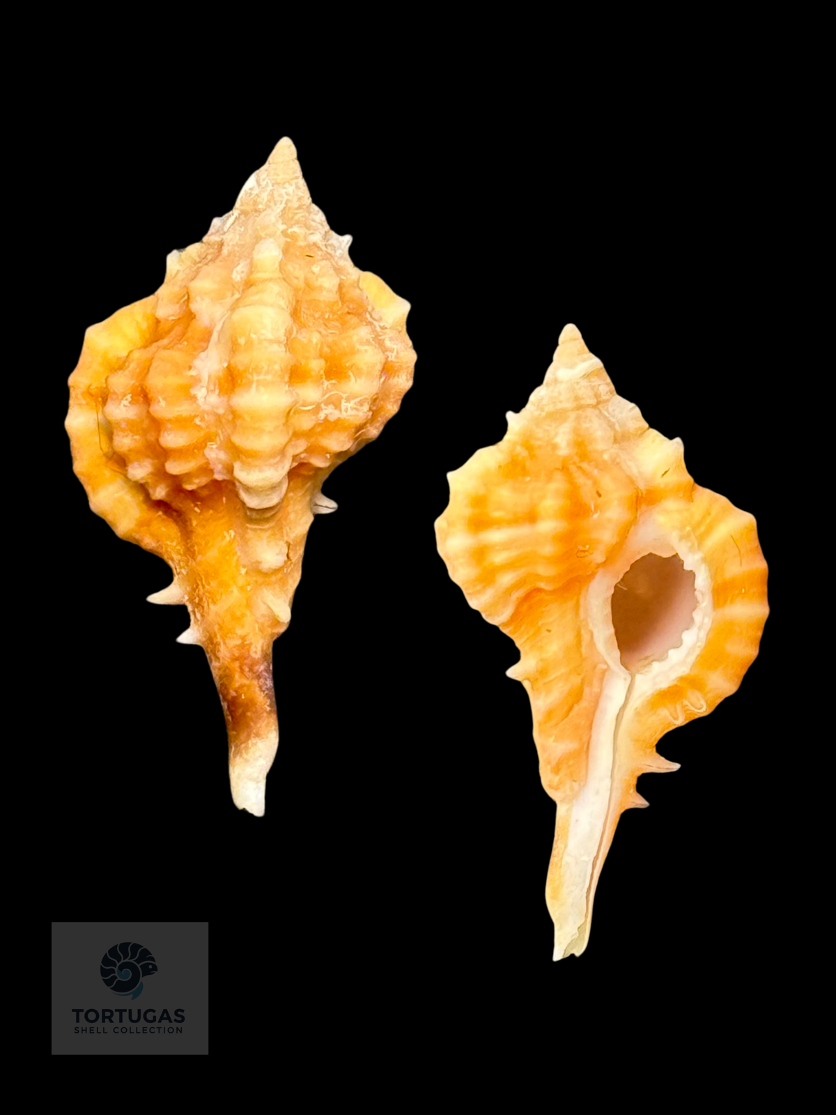 Vokesimurex rubidus 28.1mm TSC #791