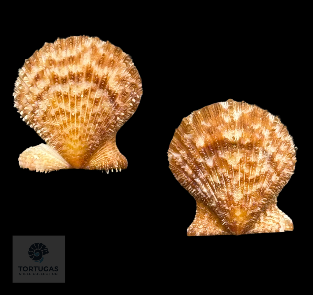 Lindapecten muscosus 28.2mm TSC #0934