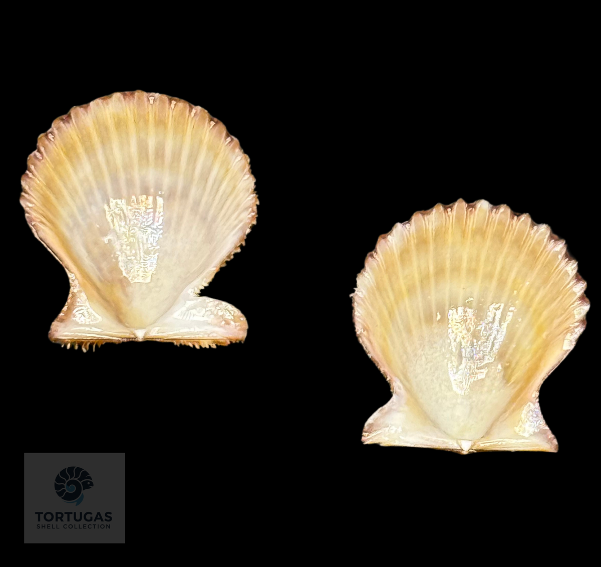 Lindapecten muscosus 28.2mm TSC #0934