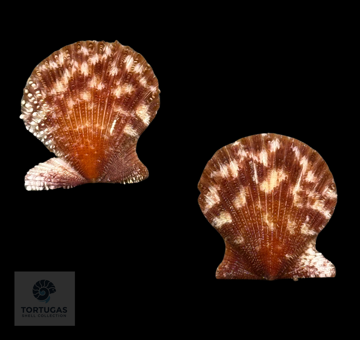 Lindapecten muscosus 23.0mm TSC #0950