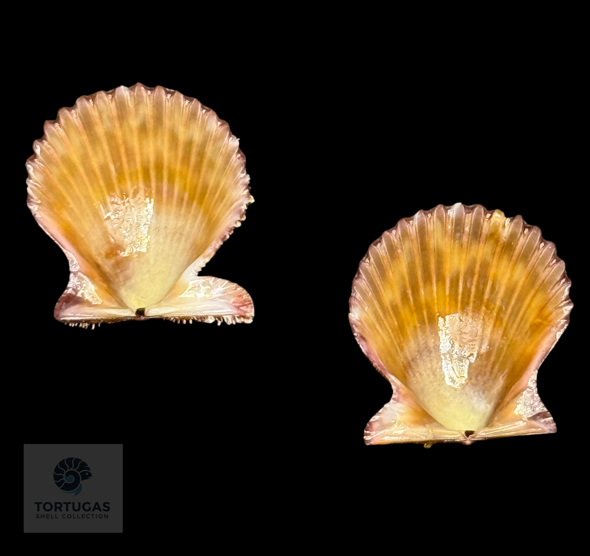 Lindapecten muscosus 23.0mm TSC #0950