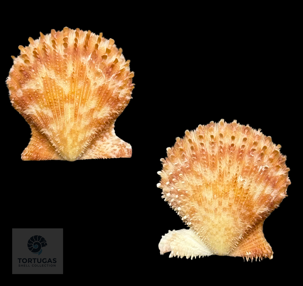Lindapecten muscosus 26.7mm TSC #0938