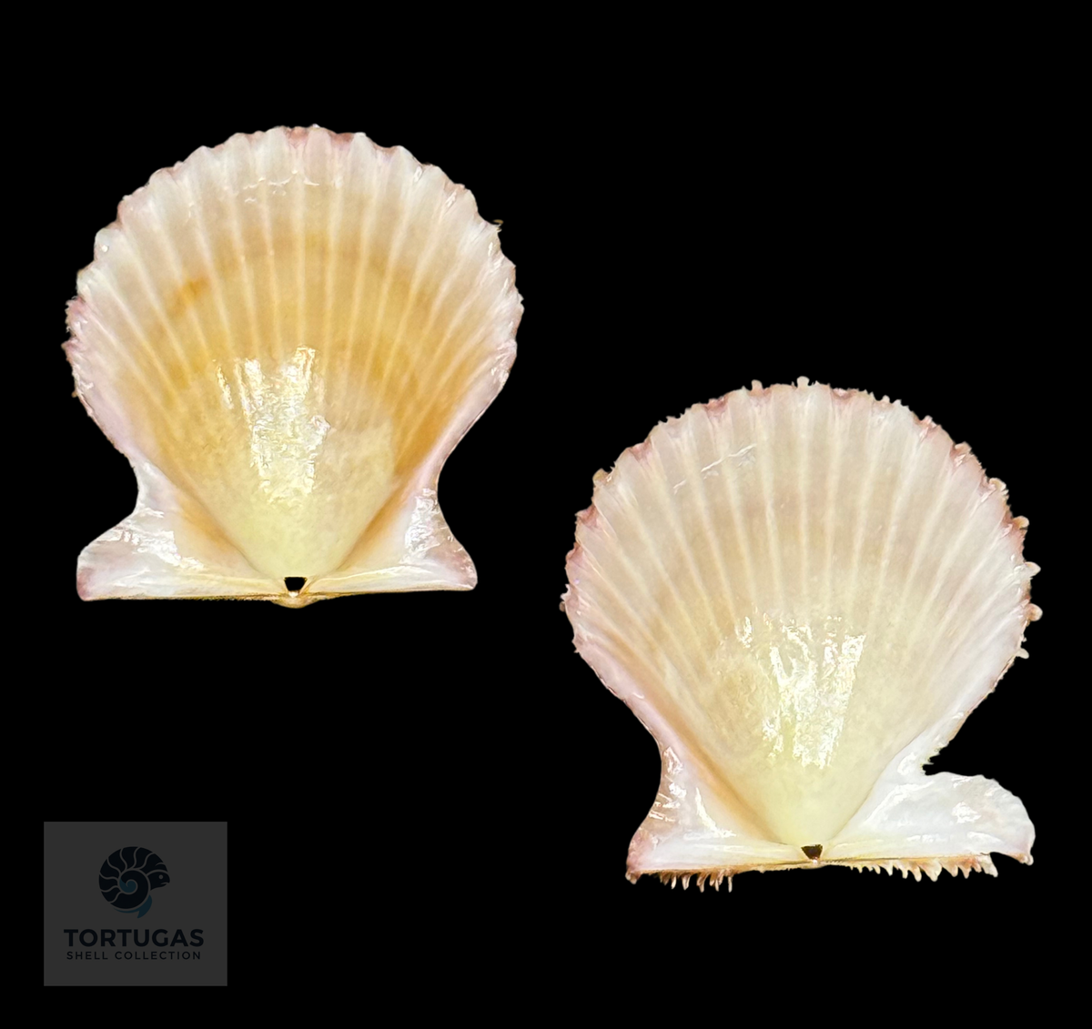 Lindapecten muscosus 26.7mm TSC #0938