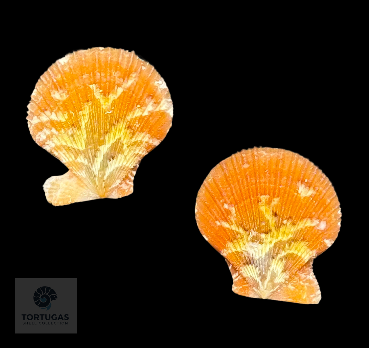 Spathochlamys benedicti 17.8mm TSC #0946