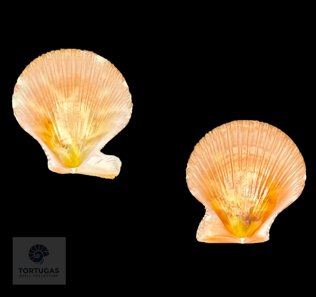 Spathochlamys benedicti 17.8mm TSC #0946